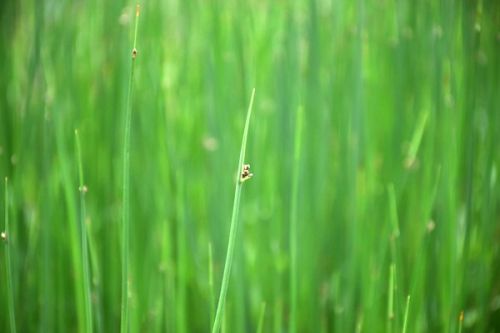 《湖南省工业碳减排标杆企业认定管理暂行办法》施行，有效期2年！