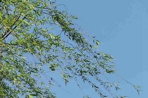 北京市开展2023年低碳试点工作！