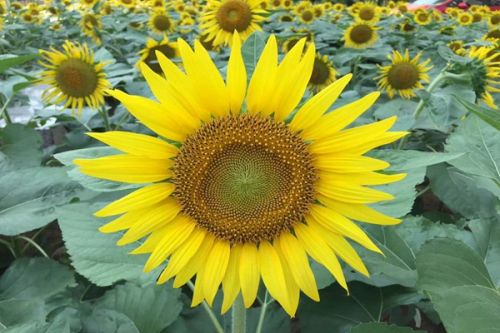 农业碳汇加速入局碳交易，农产品固碳价值“变现”可期