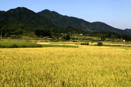 农业农村部：将加快推进生物质能在农业农村生产生活中的应用