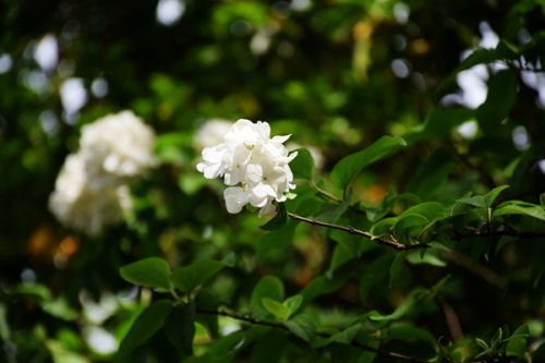 8月15日起实施！最高人民法院发布关于审理破坏森林资源刑事案件适用法律若干问题的解释！