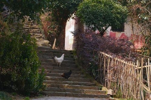 河南正阳县五大措施加强畜禽养殖污染治理