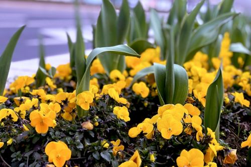 预算6亿！河北正定县城区管护服务外包项目即将采购！