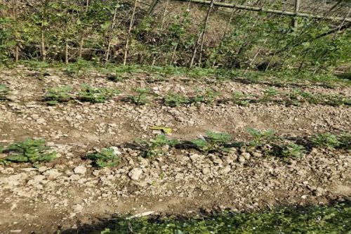 技术应用推广案例 | 苏州塑料三厂原址重金属污染地块风险评估