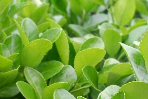 《生态环境部关于促进土壤污染风险管控和绿色低碳修复的指导意见》发布！