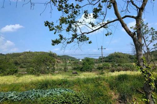 《江苏省林业行业碳达峰碳中和实施方案(2021-2060年)》正式印发