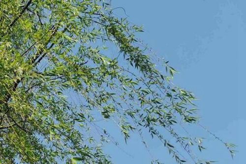 建材行业规模最大！中国建材参与全国温室气体自愿减排交易市场首日交易