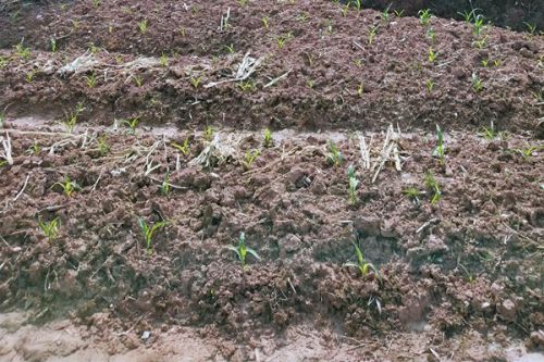 深圳梅林地区B405-0214宗地部分用地土壤污染治理与修复工程公开招标！