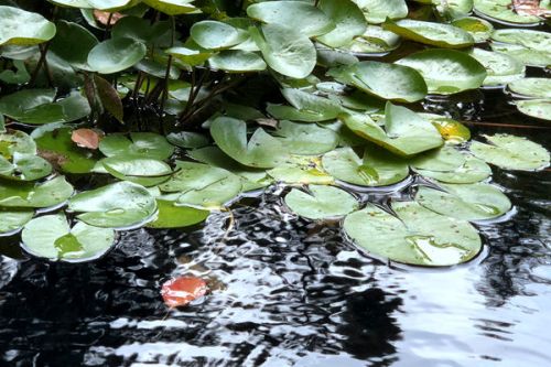 污水厂的春节病及管理对策