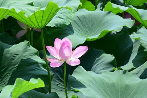 南宁武鸣河黑臭水体整治获市民点赞