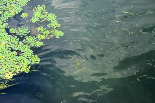 和蓝藻水华“松绑”：太湖水质30年来首达“良好”