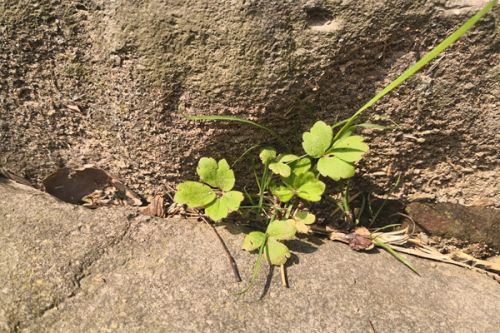 《赤泥综合利用行动方案》专家解读：科技创新赋能 提质增效助推赤泥综合利用