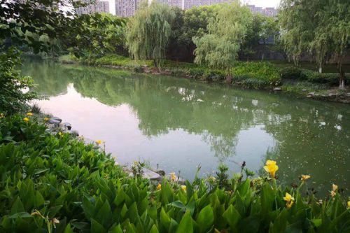 专家解读 | 系统推进美丽城市建设 全面提升城市治理水平