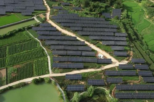 中国石化首个乡村振兴茶光互补项目全面建成