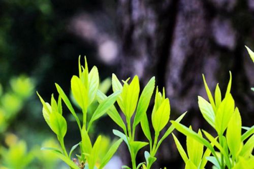 第12个“世界野生动植物日”|加大物种保护投入力度 共建地球生命共同体
