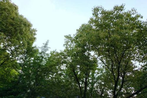 1269万！广州市发布多个大气环境治理项目