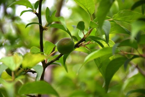 青海省生态环境监测中心会同中国科学院西北高原生物研究所在祁连山大气综合站开展联合监测