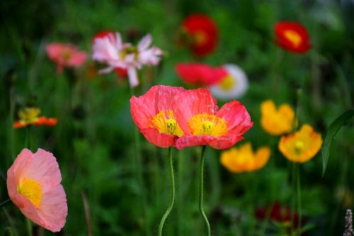 监测支撑湖泊降碳增汇：滆湖从“碳源”到“碳汇”的科学突围