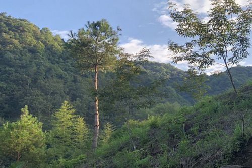 上海市政总院呼和浩特海绵城市建设示范项目竣工，仕奇公园片区焕新亮相