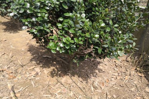 环保新质生产力|大宗镁-煤基固废协同改性技术与全固废煤矿充填材料制备工艺