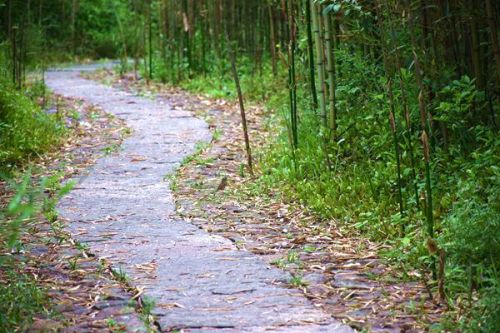 湖州安吉打造“以竹代塑”传播推广多元矩阵