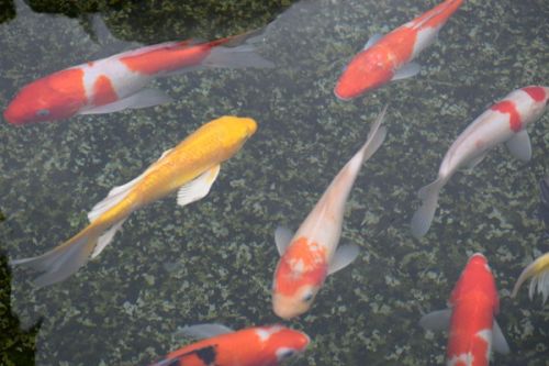 《鄂尔多斯市生态环境保护条例》第二次修正发布