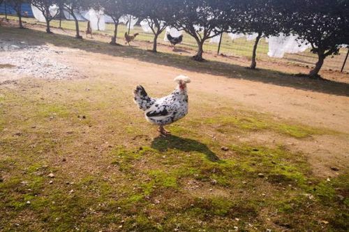 生态环境部召开部常务会议 审议通过《规模化畜禽养殖场氨气排放量核算技术指南（试行）》等