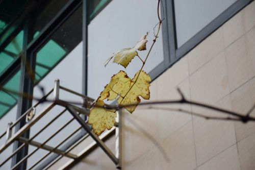 《河北省排污权租赁管理暂行办法》印发，2026年1月1日起施行！