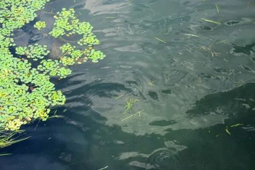 长丰县：深化排污管理体制改革 激活企业绿色发展新动能