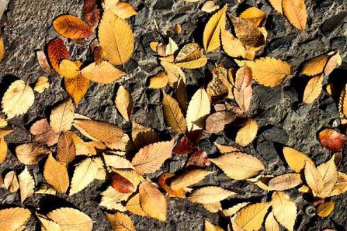 中国科学院最新成果 可用秸秆高效生产氢气