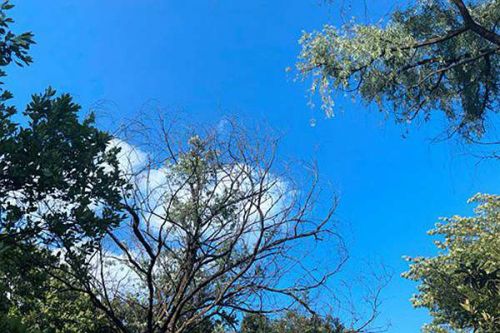 生态环境部发布2026年2月上半月全国空气质量预报会商结果