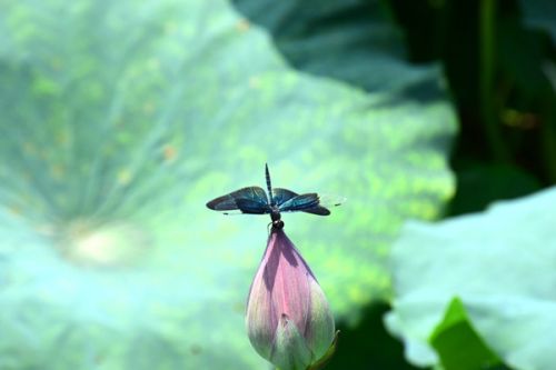 夯实生态家底 赋能美丽江苏&mdash;&mdash;江苏启动新一轮生物多样性本底调查