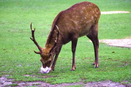 维尔利成功签约新加坡生物能源项目