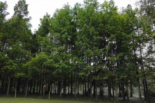 国家体育场（鸟巢）打造大型活动碳中和示范标杆