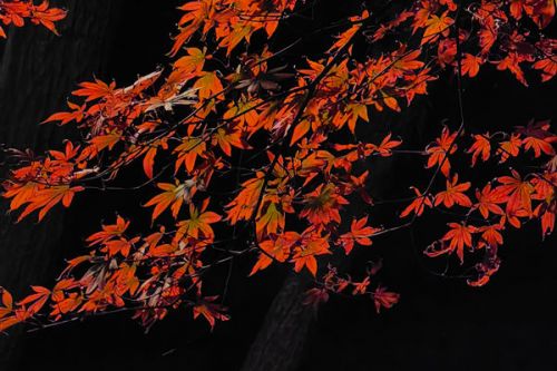 生态环境法典护航生态环境治理