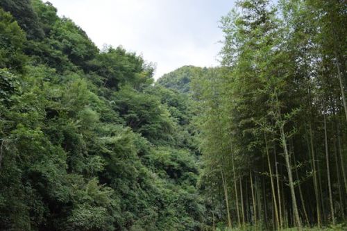 三明如意湖湿地公园海绵化提升项目完工，上海市政总院打造韧性城市